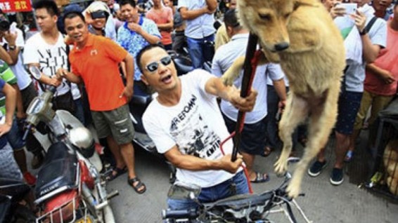 Չինաստանում պահանջում են արգելել շան մսի փառատոնը