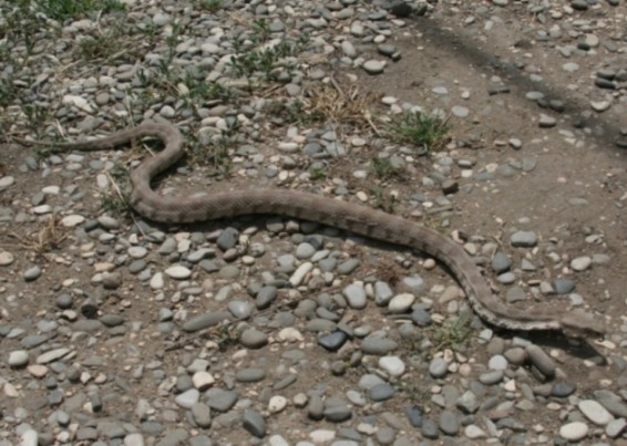 Փրկարարները հայտնաբերել և անվտագ տարածք են տեղափոխել գյուրզա տեսակի օձ