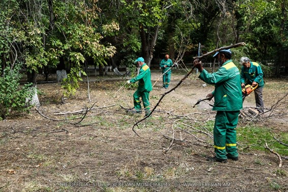 Video. Մեկնարկել է ծառերի սանիտարական էտը