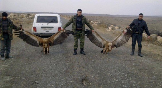 Скандальная история с убитыми белоголовыми сипами: что произошло на самом деле