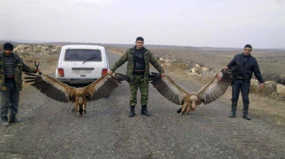Полиция Армении выяснила, кто устроил незаконную охоту на занесенных в Красную книгу белоголовых сипов