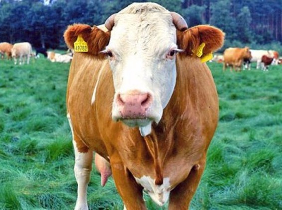 Անասունները կհամարակալվեն. ՍԱՊԾ պետ