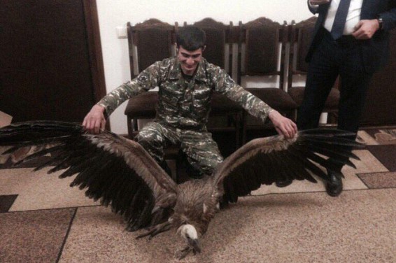 Спасенный в Армении белоголовый сип не сможет летать