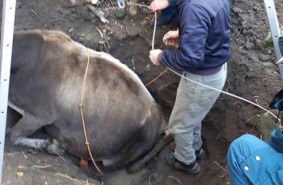 Կովն ընկել է հորը. մեկնել է մեկ մարտական հաշվարկ