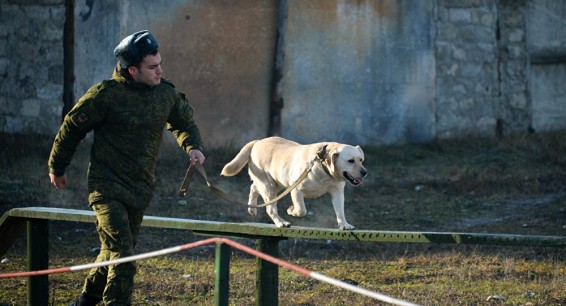Военные кинологи начали подготовку на российской военной базе в Армении