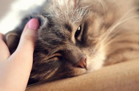 Իռլանդիայում անասնաբուժական կլինիկան տարեկան 25 հազար եվրո կվճարի կատուներին շոյելու համար