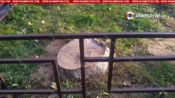 Արաբկիրում 30-մետրանոց ծառը քոքից կտրել են