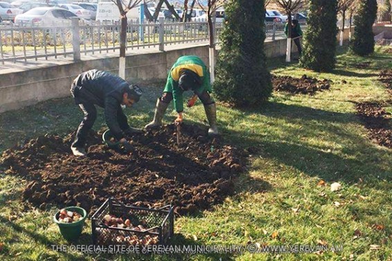 Ավարտին է մոտենում կակաչների սոխուկների տունկը
