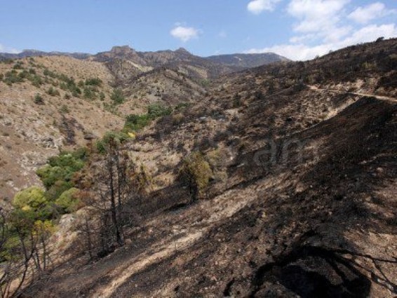 2001-2017թթ.այրվել է Հայաստանի անտառային տարածքներից ավելի քան 1 տոկոսը. փորձագետ