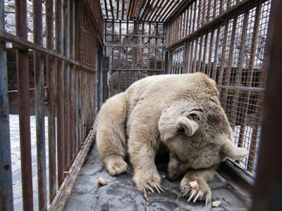 11 տարեկան Դաշա անունով արջին քնեցրել են ու տեղափոխել Երեւանի կենդանաբանական այգի