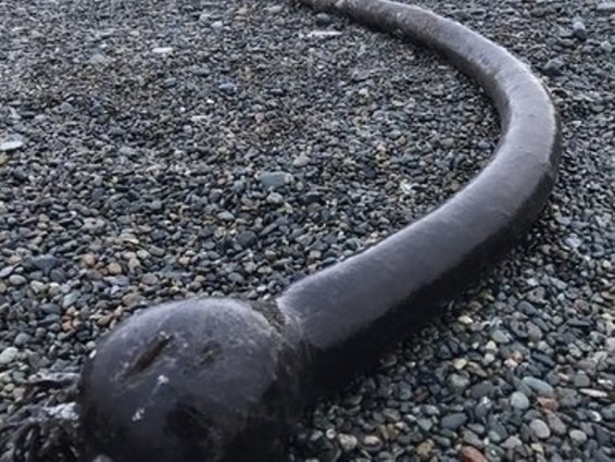 Չուկոտկայի բնակիչնեը փոթորիներից հետո ափին հսկա օձանման օրգանիզմներ են գտնում