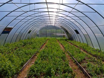 Նոր ծրագրով դպրոցների մոտ ջերմոցներ կկառուցվեն, մթերքը կլինի երեխաների համար. ծրագրի արժեքը 1,4 մլն դոլար է