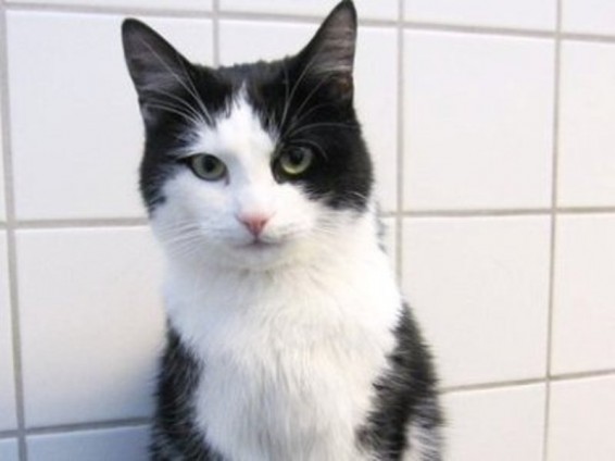 Նորվեգիայում կատուն ողջ է մնացել լվացքի մեքենայում 40 րոպե մնալուց հետո