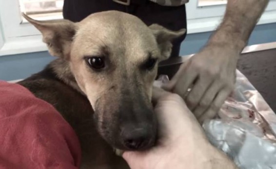 Video. Հոլիվուդյան դերասանները դեմ են հանդես եկել Չինաստանում շան մսի փառատոնին 14:38 2016-06-21Դիտումներ՝ 54