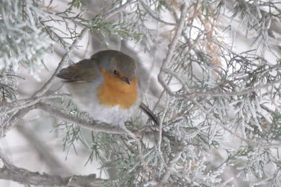 Օդի ջերմաստիճանն էապես չի փոխվի: