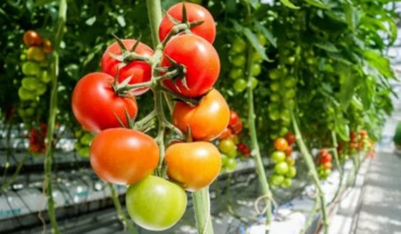 Video. Արտահանման բարձր թվեր և արտաքին շուկաների մեծացող քարտեզ