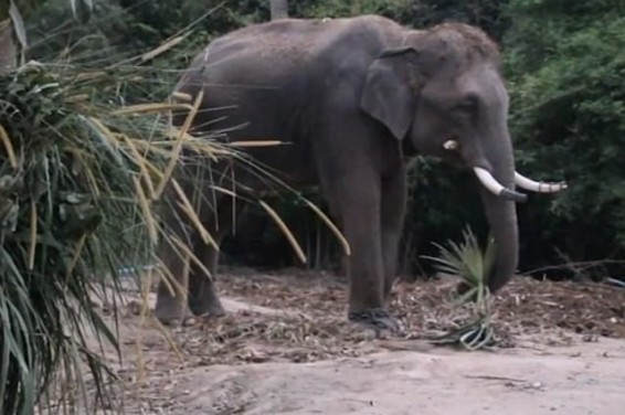 Զբոսաշրջիկը քաշել է փղի պոչը, կենդանին կատաղած ոտնահարել է զբոսավարի