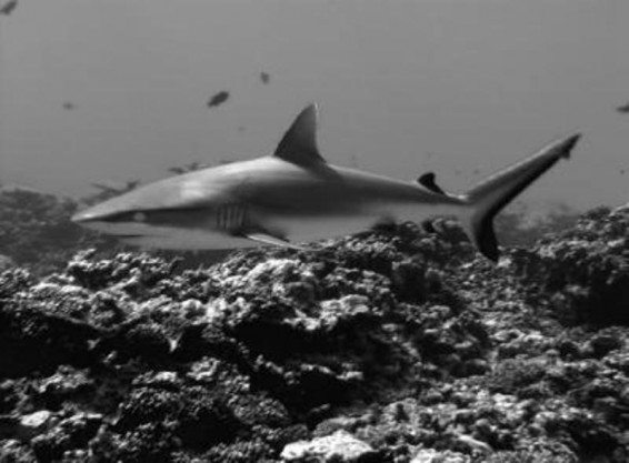 ԱՄՆ-ում անոմալ ցուրտը կարող էր շնաձկների սառելու պատճառ լինել