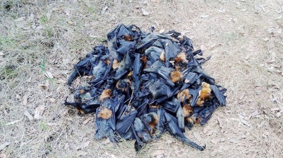 Жара в Австралии: в последние дни в воздухе вживую «сварились» тысячи летучих мышей