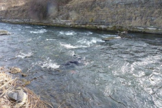 Ահազանգ. Քաջարան քաղաքում երեխա է ընկել գետը