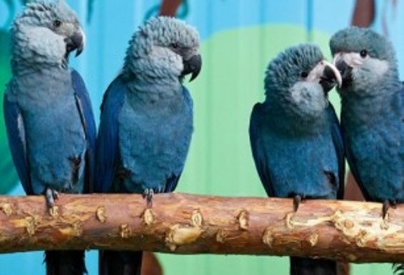 Բրազիլիայում վերջին 15 տարվա ընթացքում առաջին անգամ հազվադեպ հանդիպող թութակի տեսակ են նկատել