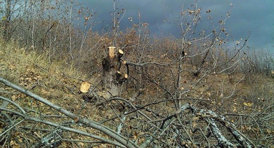В Армении незаконно вырубают нацпарк: что скрывает руководство комплекса 