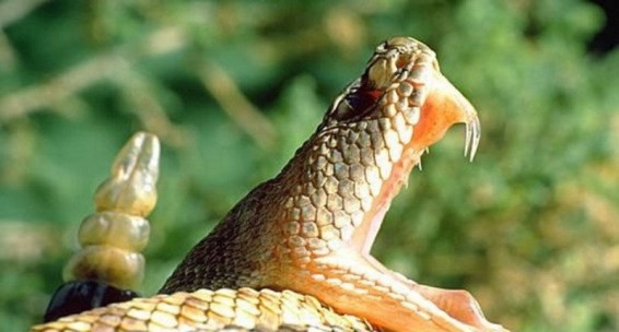 2016թ. առաջին կիսամյակում ՀՀ-ում գրանցվել է օձի խայթոցի 44 դեպք