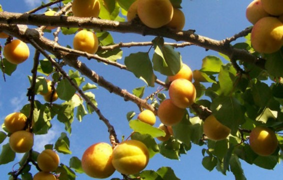 Վերին Լարսի փակվելու պատճառով ծիրանի գինը շատ չի իջել. բնակիչ