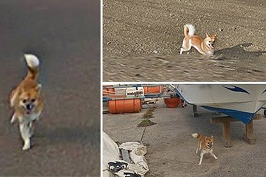 Զվարճալի շնիկը փառքի է արժանացել՝ հայտնվելով Google Maps-ի համայնապատկերում