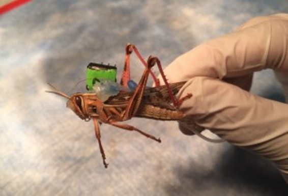 Ամերիկացի գիտնականները պլանավորում են ռումբ հայտնաբերող մորեխներ ստեղծել