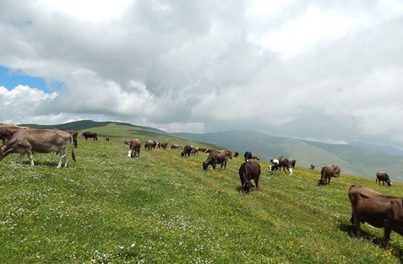 Դժբախտ դեպք. Սարալանջ գյուղում անասնապահը սարում հանկարծամահ է եղել
