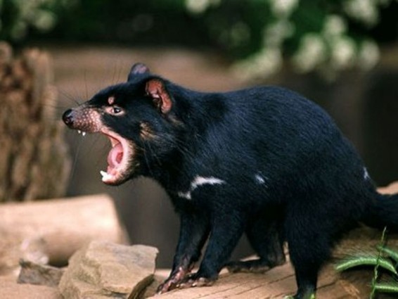 Թասմանյան սատանան ոչնչացման եզրին է