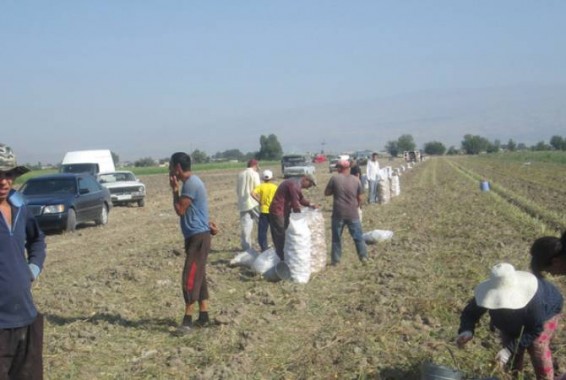 Գեղարքունիքում բերքի ցրտահարության դեպքեր չեն գրանցվել