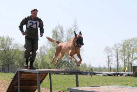 В Армении началась подготовка военных кинологов ЮВО и дрессировка караульных собак