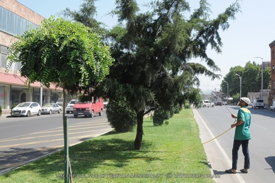 Երևանում  շարունակվում են ծառերի բուժման աշխատանքները