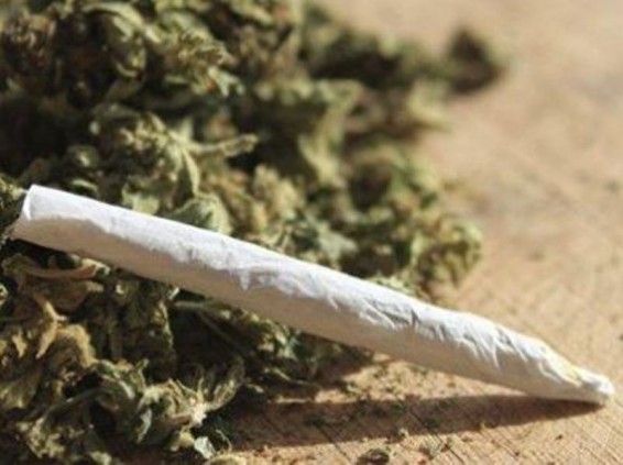 Կոնեկտիկուտի համալսարանը պատրաստվում է մարիխուանայի արտադրության դասընթաց մտցնել