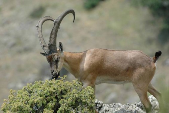 Երևանի Կենդանաբանական այգու բեզոարյան այծերից մեկը հայտնաբերվել է սատկած վիճակում