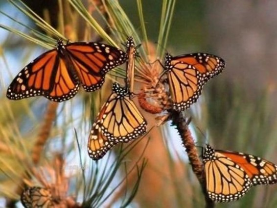 ԱՄՆ-ում թիթեռներն անհետանում են