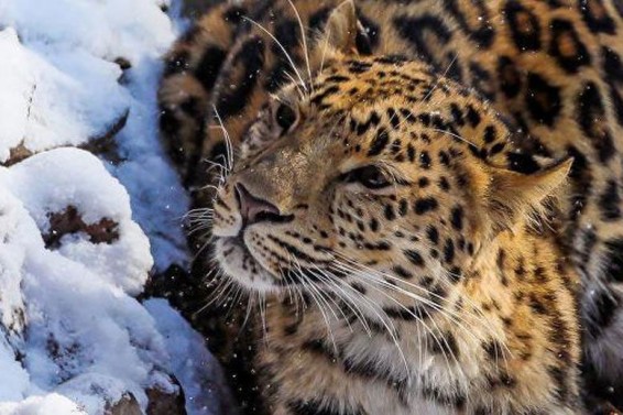 Վայրի բնության մեջ ազատ արձակված ընձառյուծն անհետացել է Հյուսիսային Կովկասի սարերում