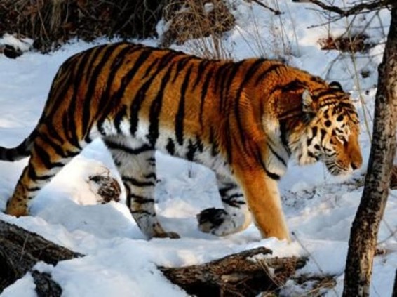 Պրիմորսկի երկրամասում վագրը հարձակվել է մարդու վրա