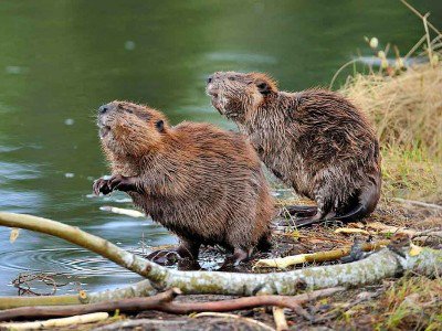 Շոտլանդիայում կուղբերը պաշտոնական պաշտպանություն կունենան