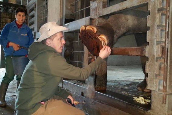 Հայտնի մասնագետը Երևանի կենդանաբանական այգում հարդարել է Բունկա փղիկի ոտքի եղունգները