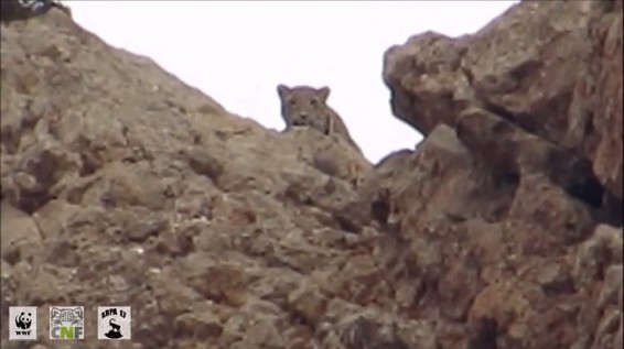 Վայոց ձորի «Արփա» լանդշաֆտի տեսուչները Կովկասյան ընձառյուծ են նկարահանել