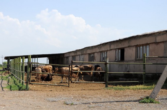 Արարատի մարզի Հայկաշեն գյուղի 32-ամյա բնակիչը տասնյակ անասուններ է գողացել