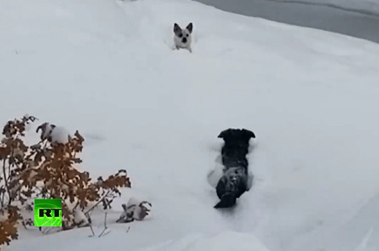 Կոլորադոյում շնիկին փրկել են ձյան գերությունից