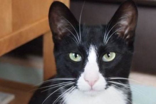 Մեծ Բրիտանիայում կատու-կլեպտոմանը հարևաններից փող է գողացել և բերել իր տիրոջը