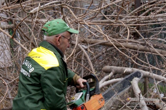 Մայրաքաղաքում շուրջ 440 չորացած և վթարային ծառ կա. դրանք կհատվեն