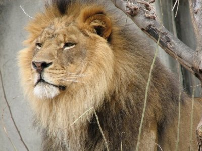 Չեխիայում տղամարդուն հոշոտել է իր սեփական 9-ամյա առյուծը