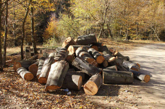 Դիլիջանի ոստիկանները ապօրինի ծառահատման դեպք են բացահայտել