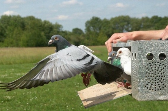 1.25 մլն եվրո. չինացին ռեկորդային գնով փոստային աղավնի է ձեռք բերել
